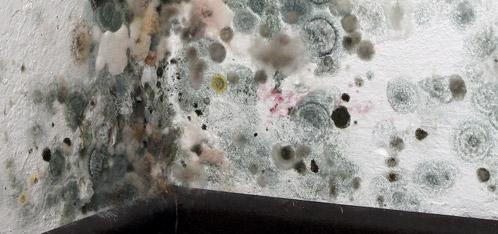 mold